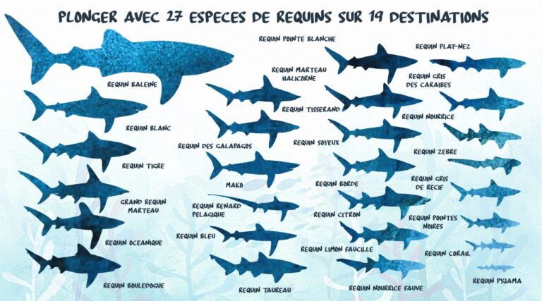 Requin Riviere Les requins – Ecole Jacques Prévert Corbas
